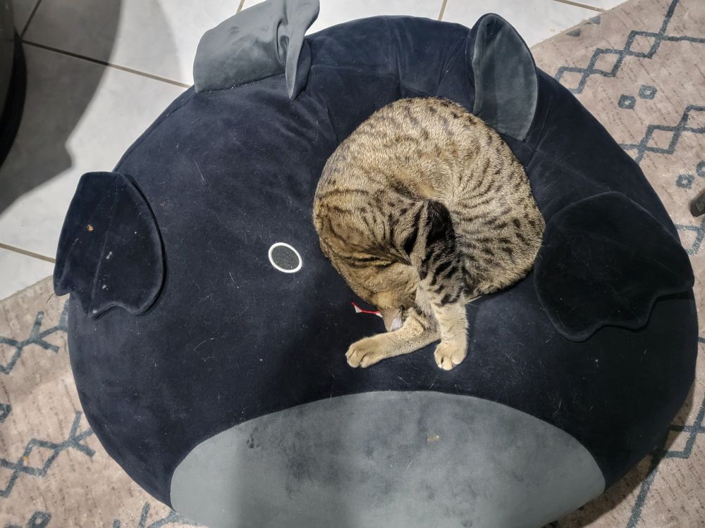 Tabby cat curled up in the middle of a giant bat squishmallow.