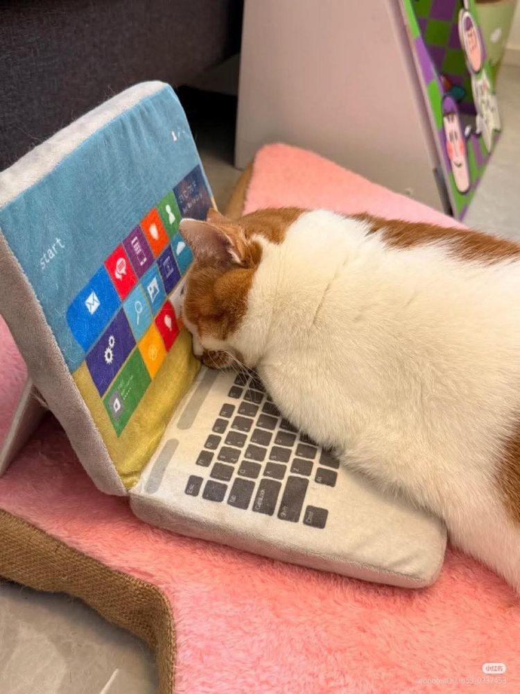 An orange and white kitty is pictured sleeping on a pillow made to mimic a laptop. 