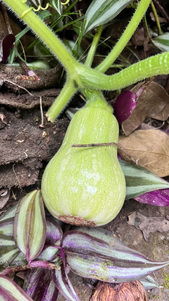 Small buttersquash on the sidewalk