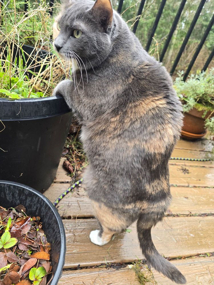 Boo, a Russian blue / orange dilute calico cat leans (with a massive hunchback) against a pot filled with grass 