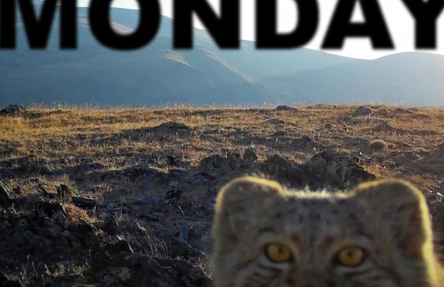 A photograph of a rocky steppe. A manul cat is close to the camera in the lower right corner, out of focus, poking the upper half of its head into frame. Similarly blurry and cut-off on the top edge of the photo is the word "MONDAY"