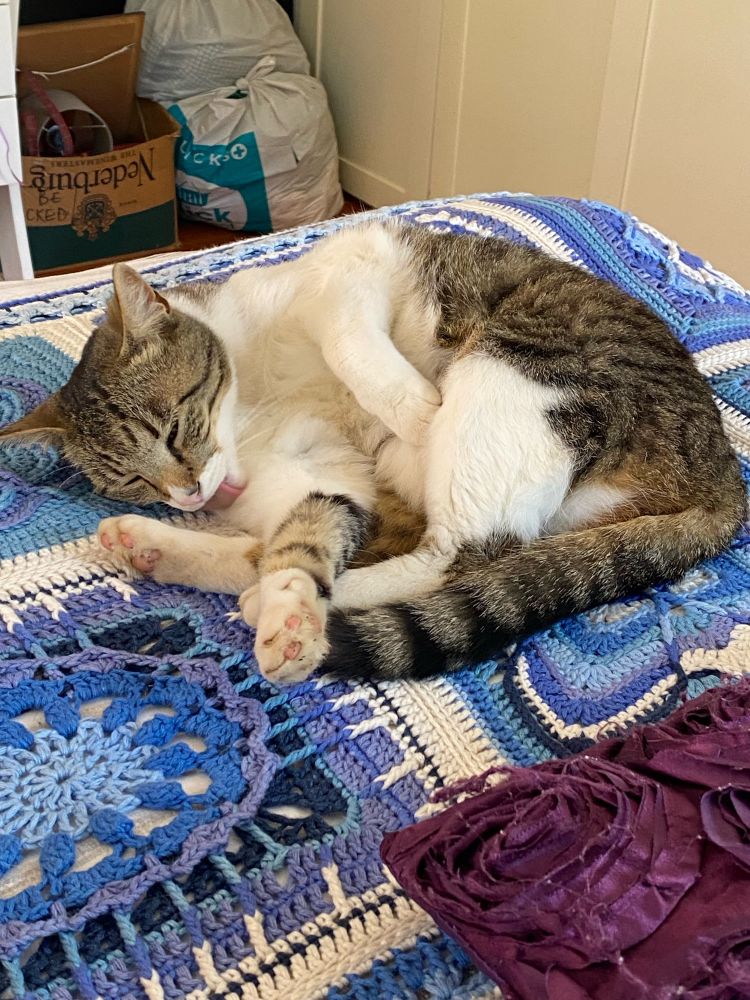 A small tabby cat curled up on a blue and white crocheted blanket, one paw stretched out as she licks her leg. 