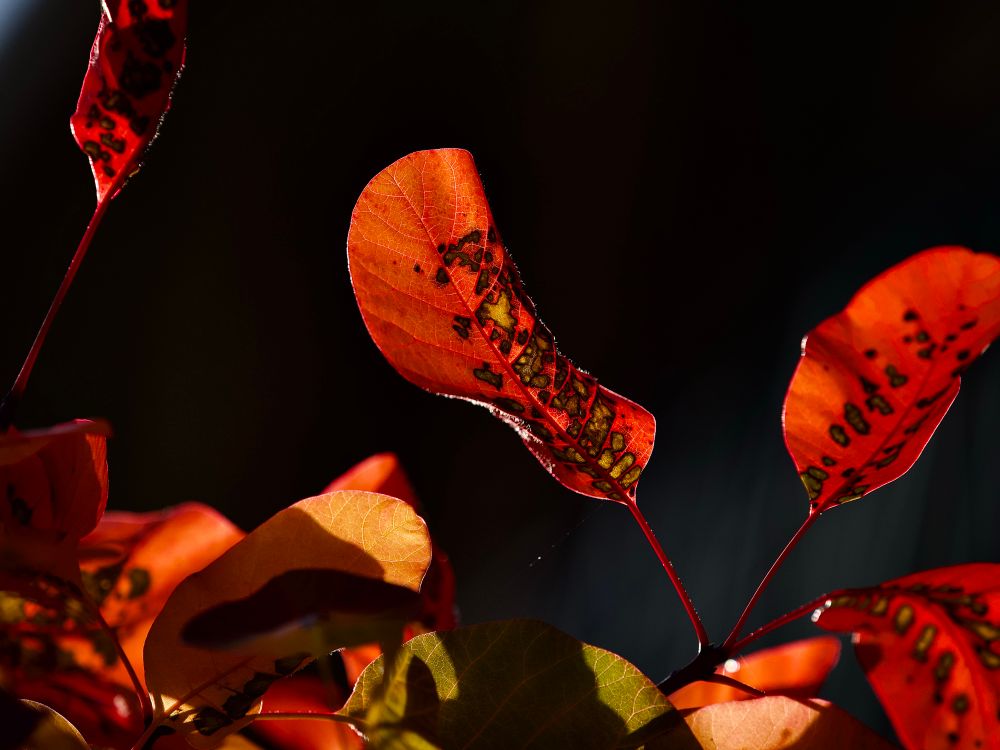 Beautiful Cotinus fren’s leaves in their glorious autumnal livery in flame red with black-edged gold spots. 