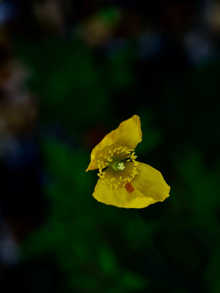 Beautiful yellow Papaver frens with some funky bokeh. 