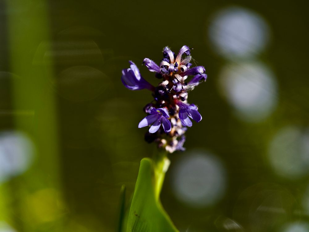 Beautiful Pontederia fren’s purple flower spike, with a lovely soft bokeh in soft greens, with washed white diffuse bokeh balls.  