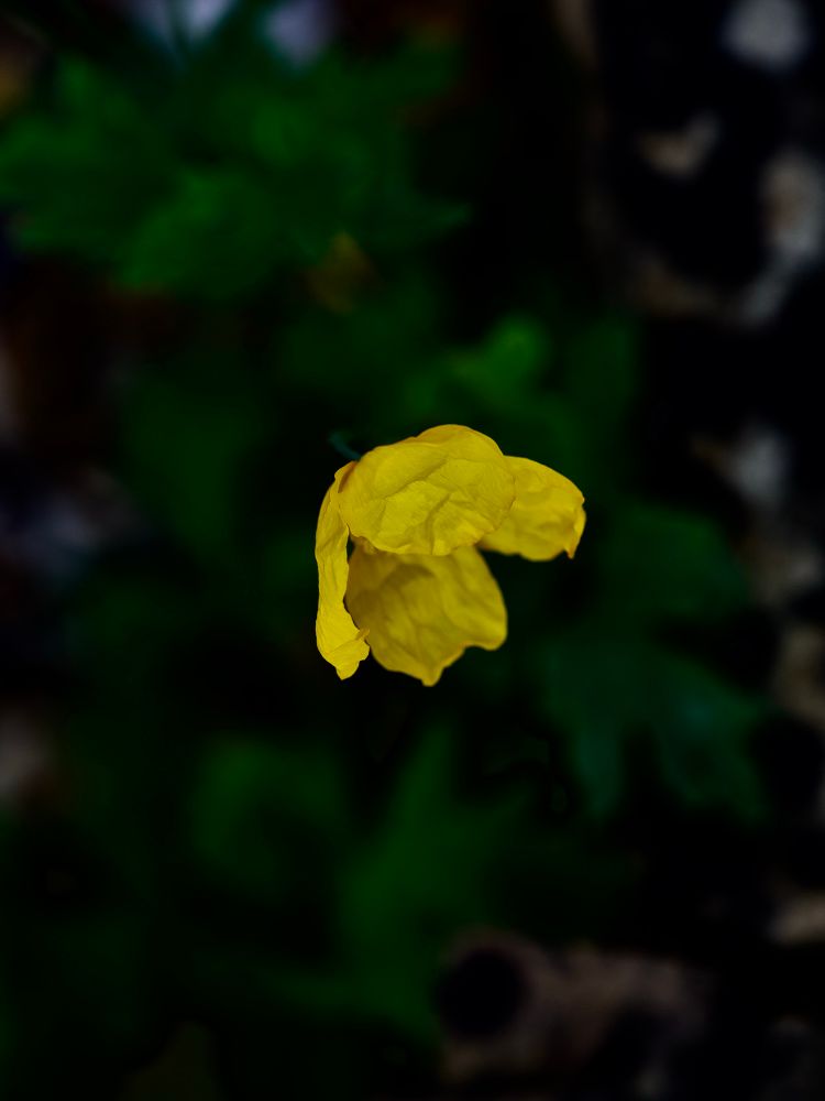 Beautiful yellow Papaver frens with some funky bokeh. 