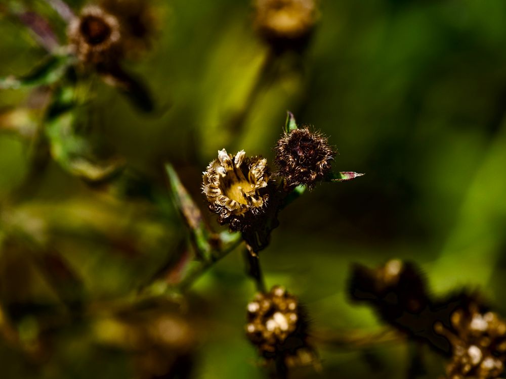 Beautiful Centaurea frens’ seed heads, looking 3D against the loveliest creamy bokeh. 