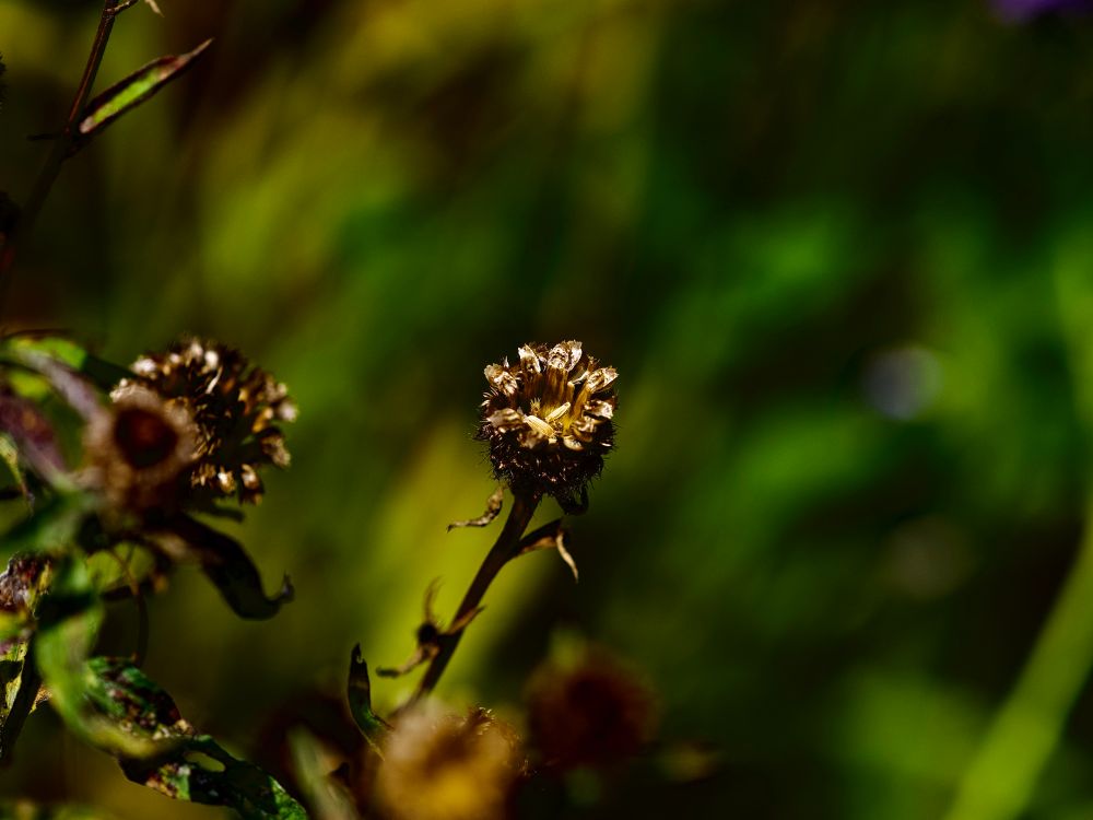 Beautiful Centaurea frens’ seed heads, looking 3D against the loveliest creamy bokeh. 