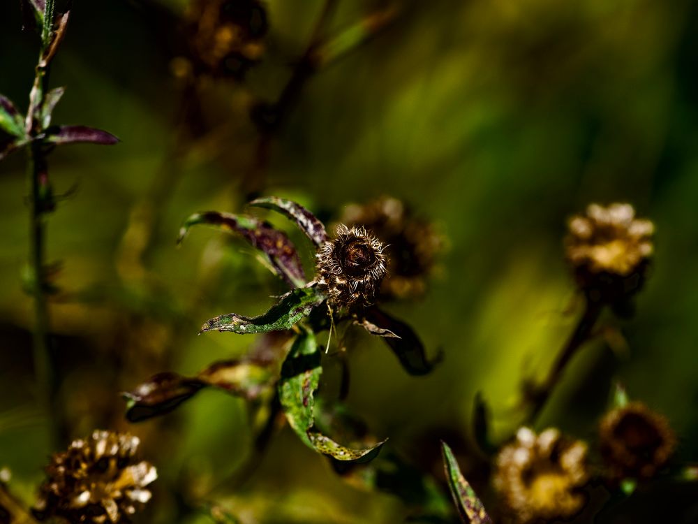 Beautiful Centaurea frens’ seed heads, looking 3D against the loveliest creamy bokeh. 