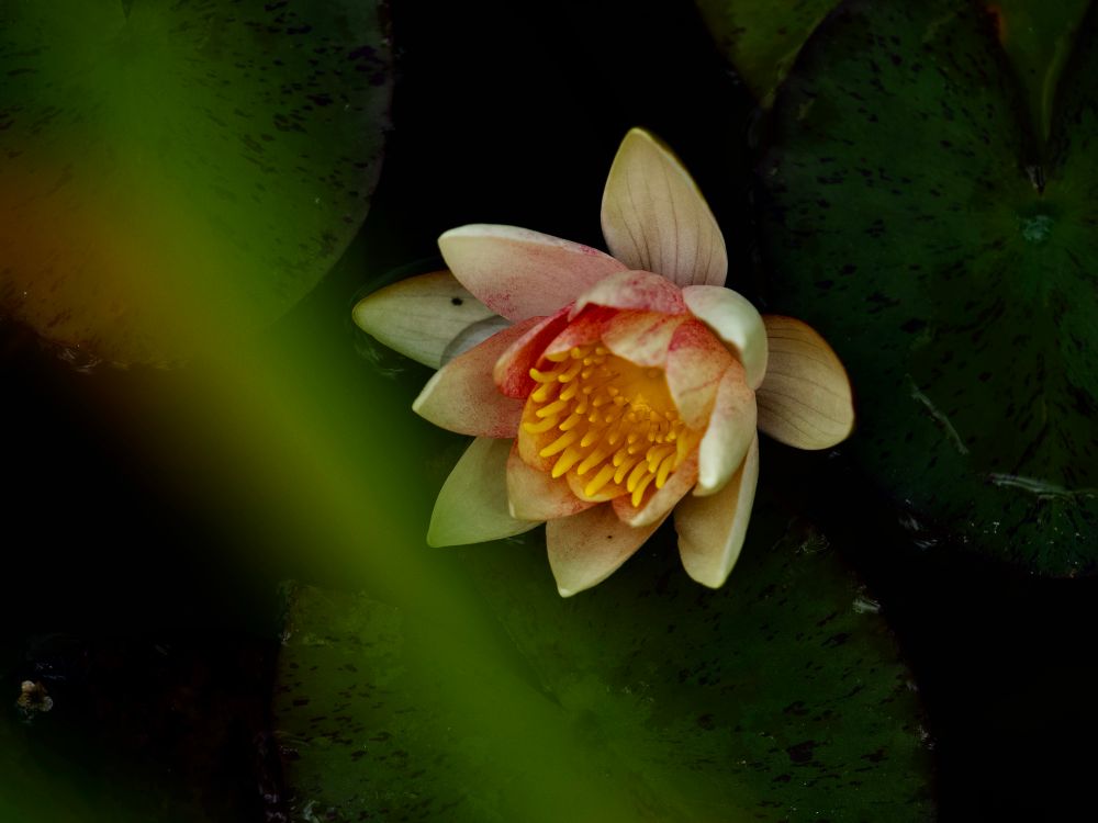 Beautiful pink-tinged pale yellow Nymphaea fren. 