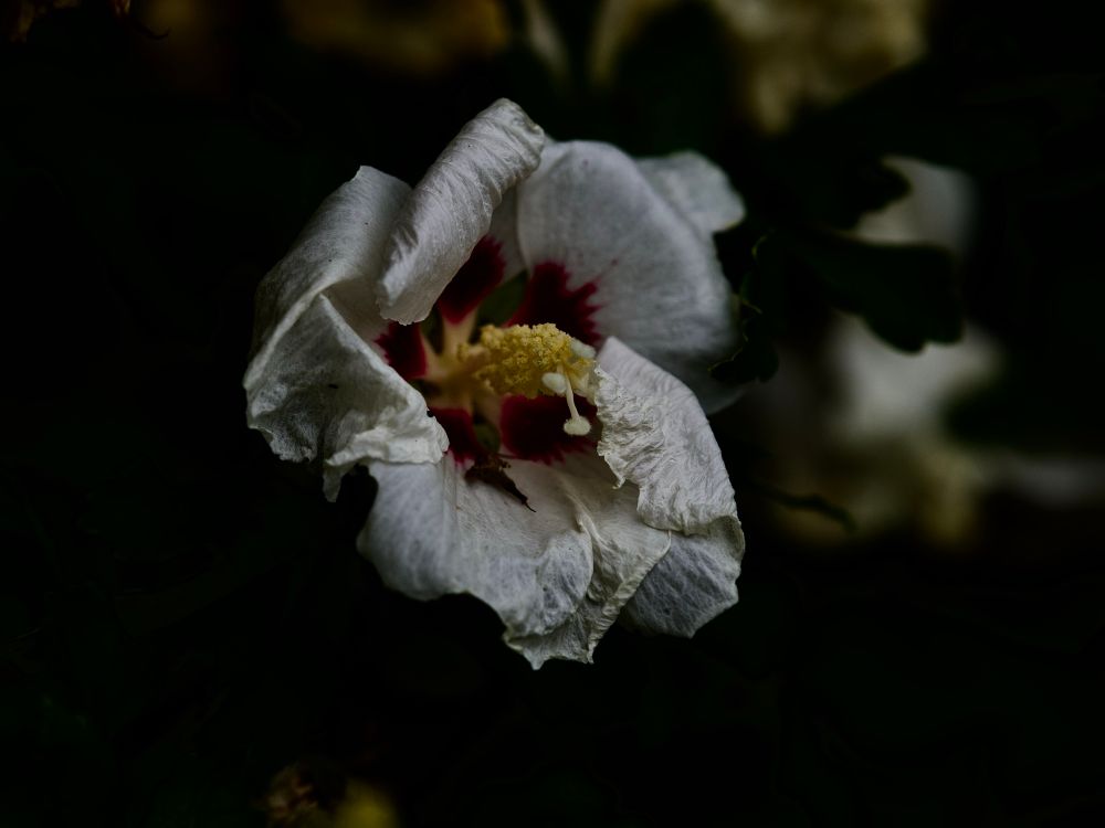 Beautiful white-with-a-deep-magenta-heart Hibiscus frens, a bit the worse for wear, showing off their pom-pom-like pistils. 