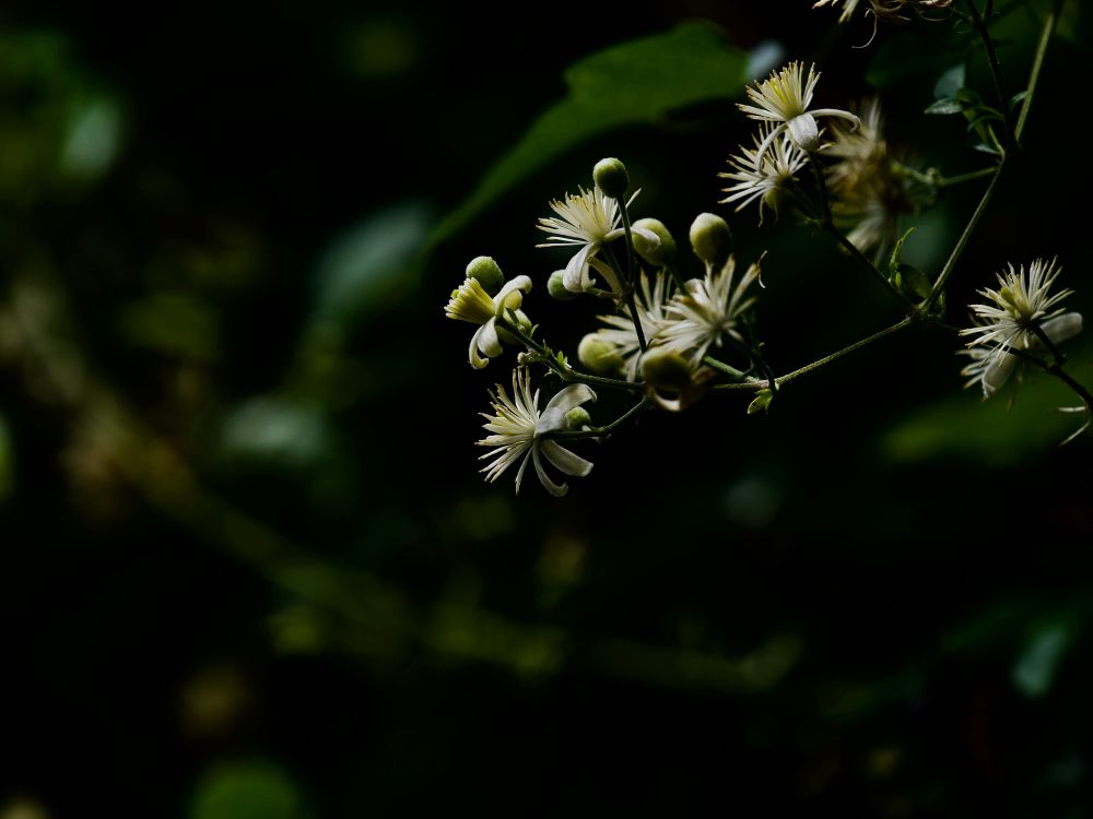 Beautiful Clematis frens’ flower spikes with their delicate fuzzy white flowers. 