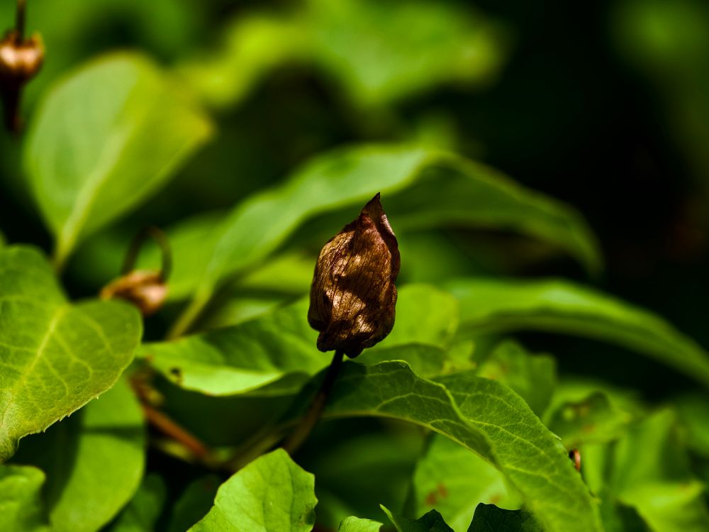 Beautiful Calystegia frens’ papery brown seed cases, against a blurry sea of green leaves. 
