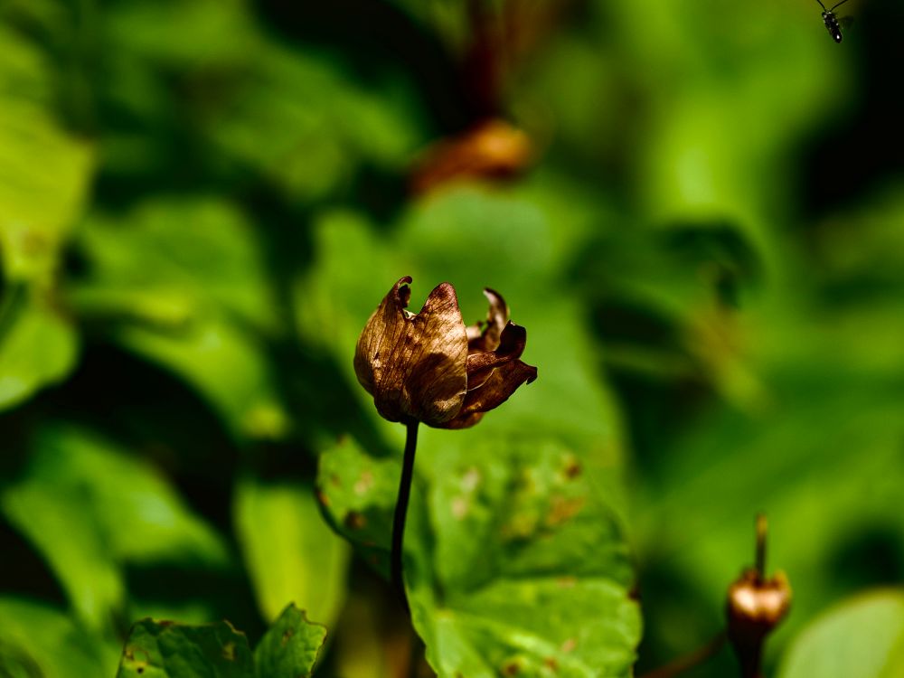 Beautiful Calystegia frens’ papery brown seed cases, against a blurry sea of green leaves. 