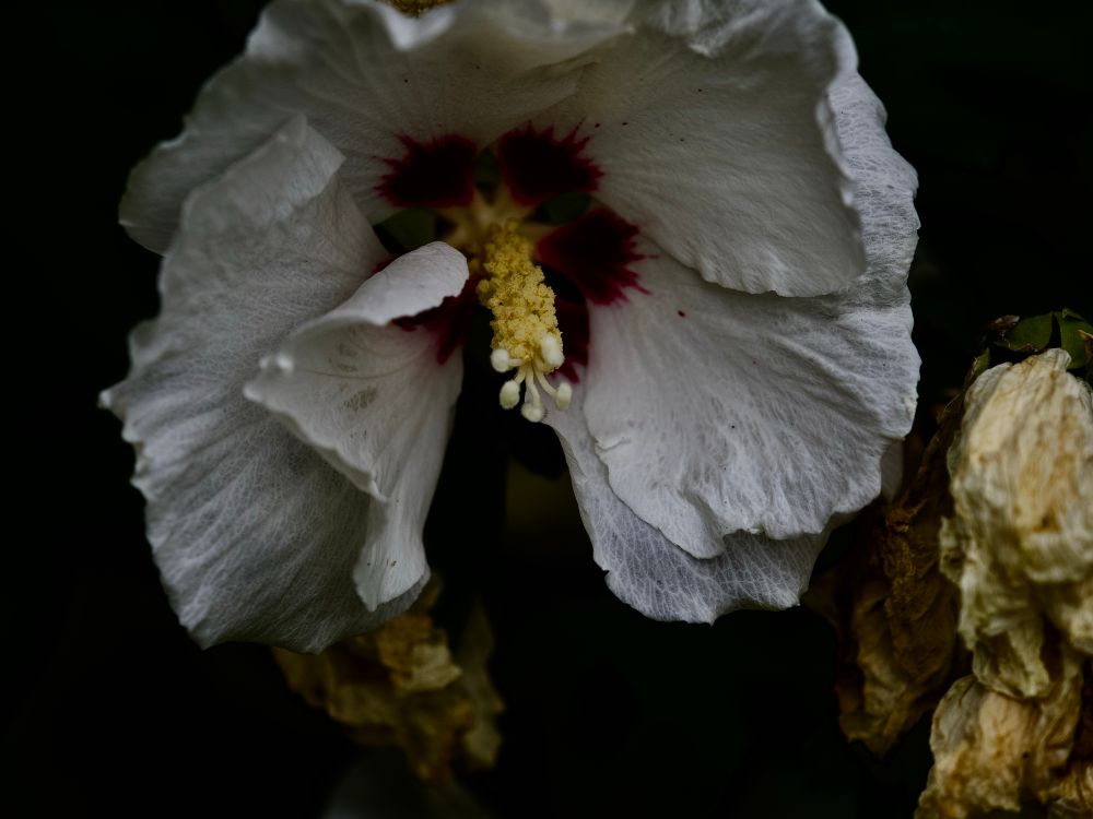 Beautiful white-with-a-deep-magenta-heart Hibiscus frens, a bit the worse for wear, showing off their pom-pom-like pistils. 