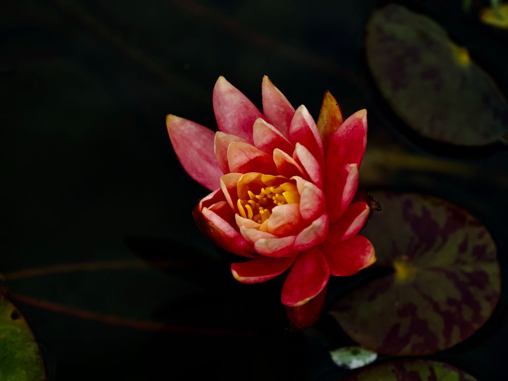Beautiful coral Nymphaea fren. 