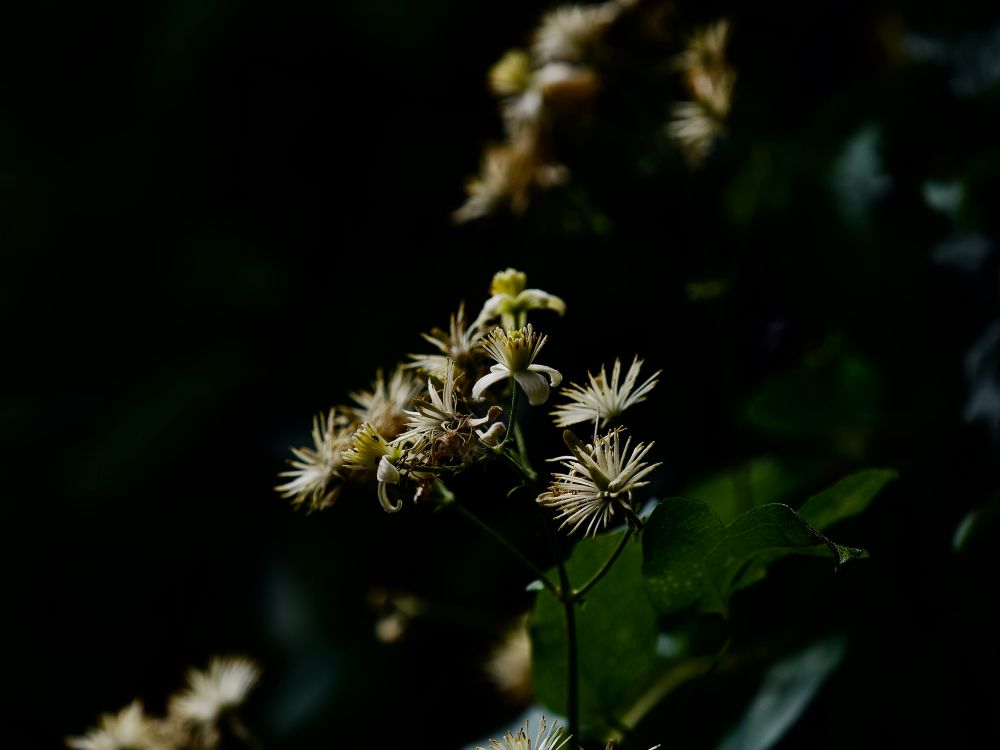 Beautiful Clematis frens’ flower spikes with their delicate fuzzy white flowers. 