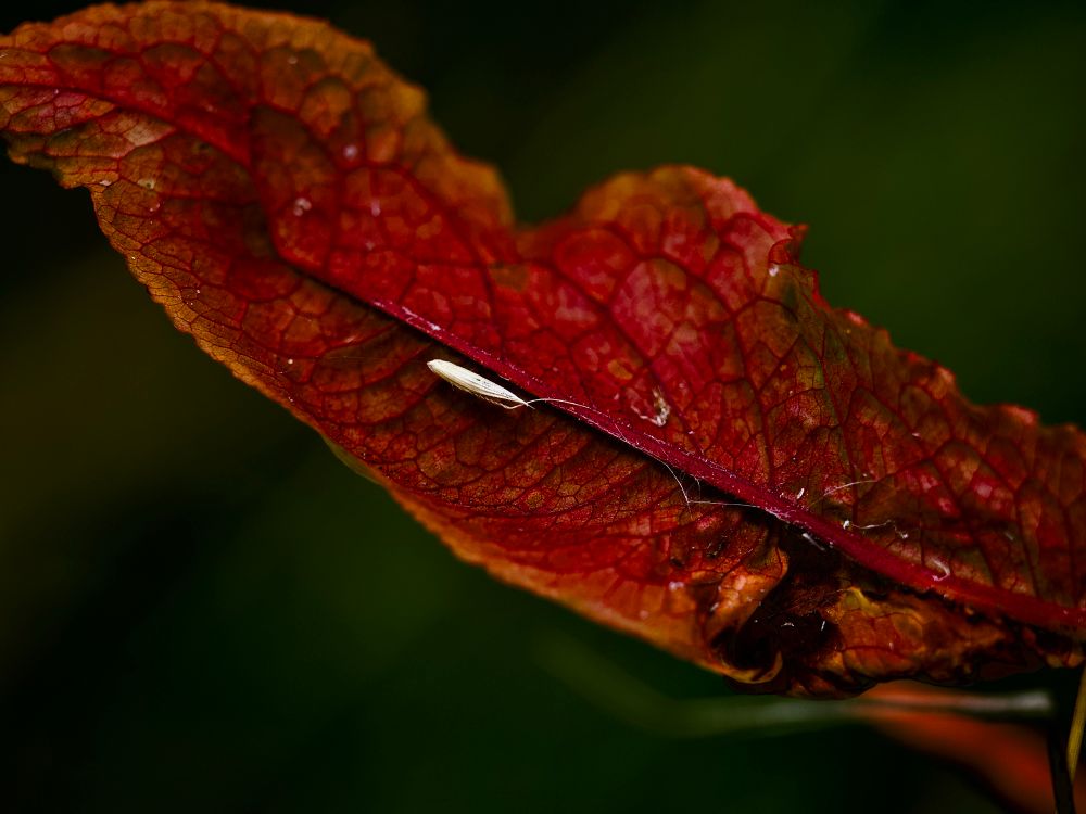 Beautiful Rumex fren’s bright brick red leaf with a white-ish grass seed with a long thin tail on it. 