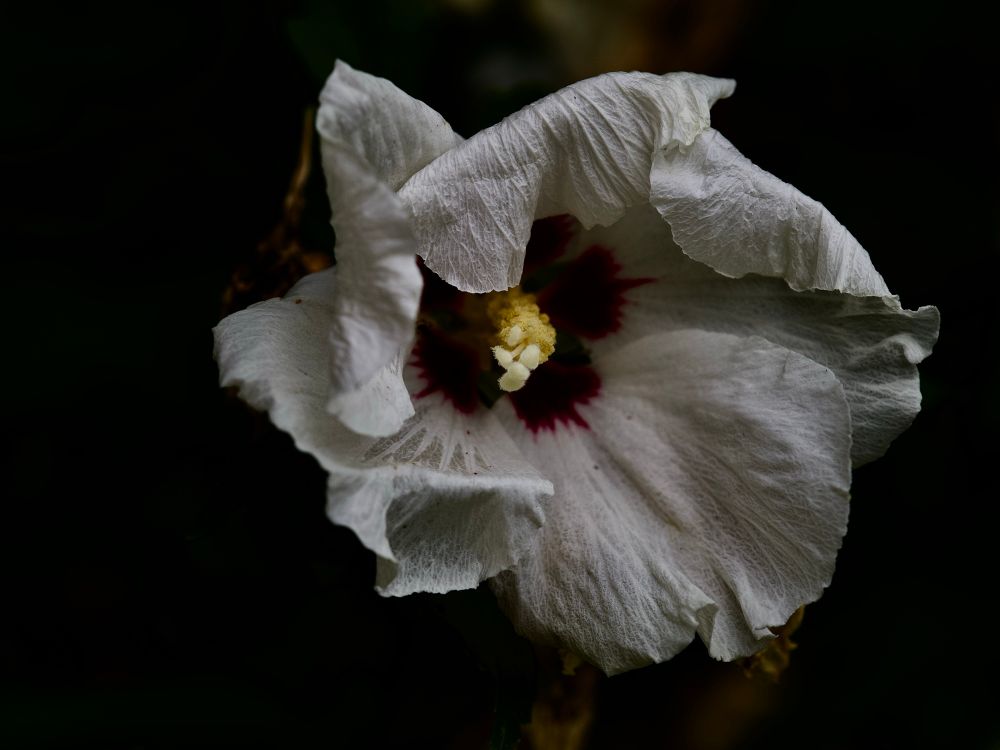 Beautiful white-with-a-deep-magenta-heart Hibiscus frens, a bit the worse for wear, showing off their pom-pom-like pistils. 