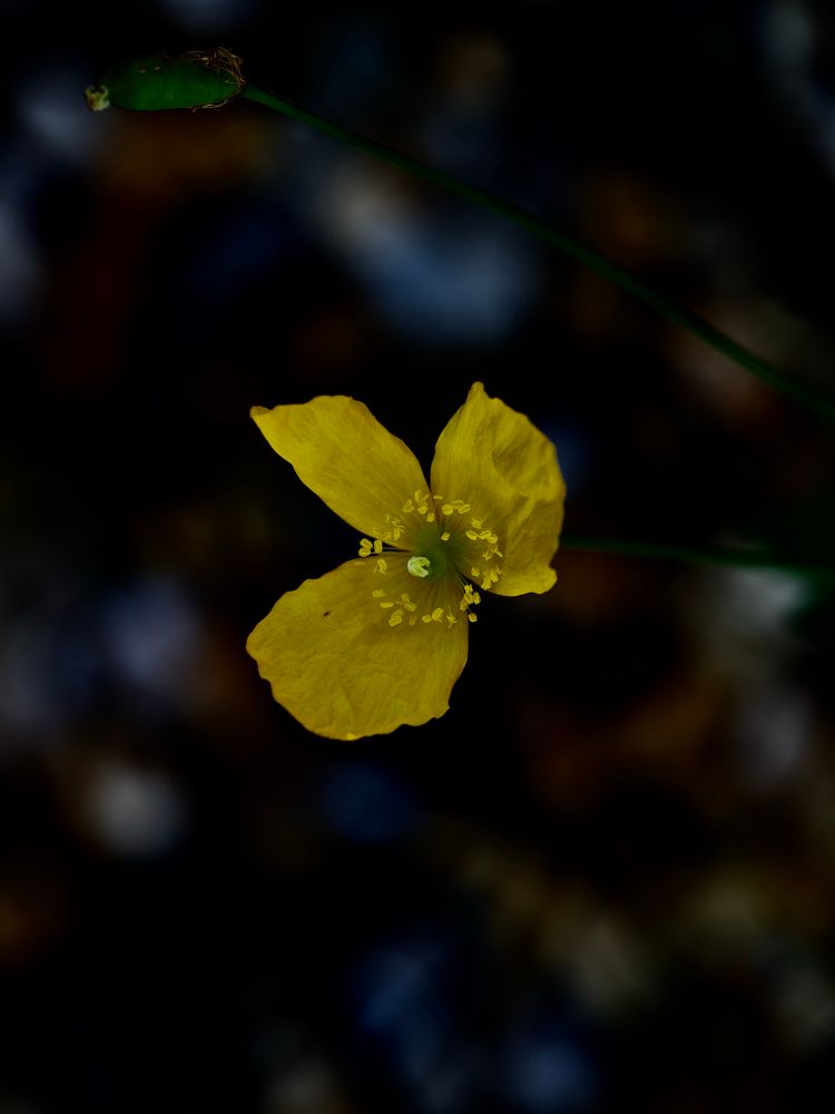 Beautiful yellow Papaver frens with some funky bokeh. 