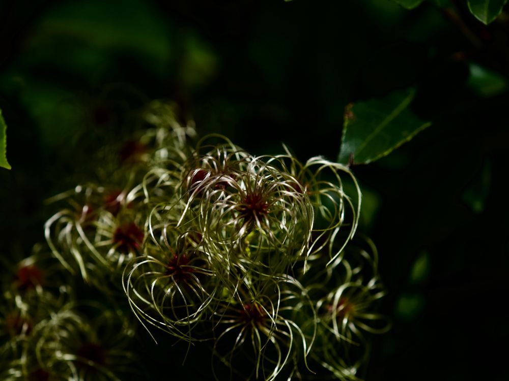 Beautiful Clematis frens’ seed heads, just starting to go furry, their deep crimson centres stark against the silvery pale green of the ‘beard’. 