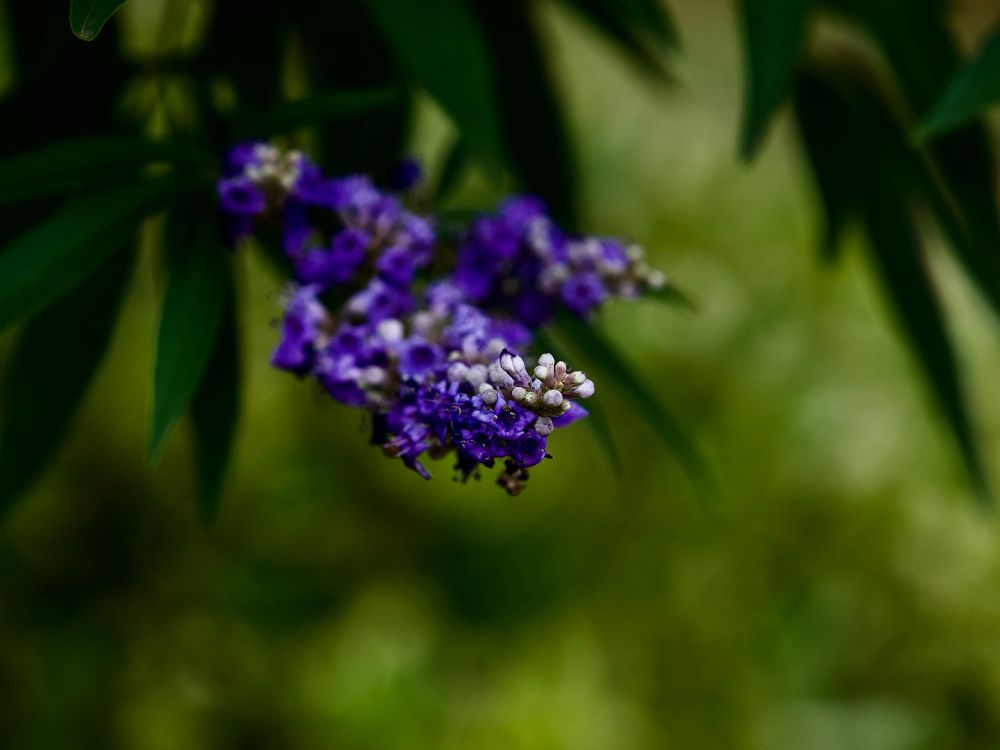 Beautiful Vitex frens’ purple flower spikes, with lovely soft creamy bokeh in soft greens. 