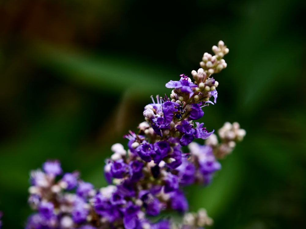 Beautiful Vitex frens’ purple flower spikes, with lovely soft creamy bokeh in soft greens. 