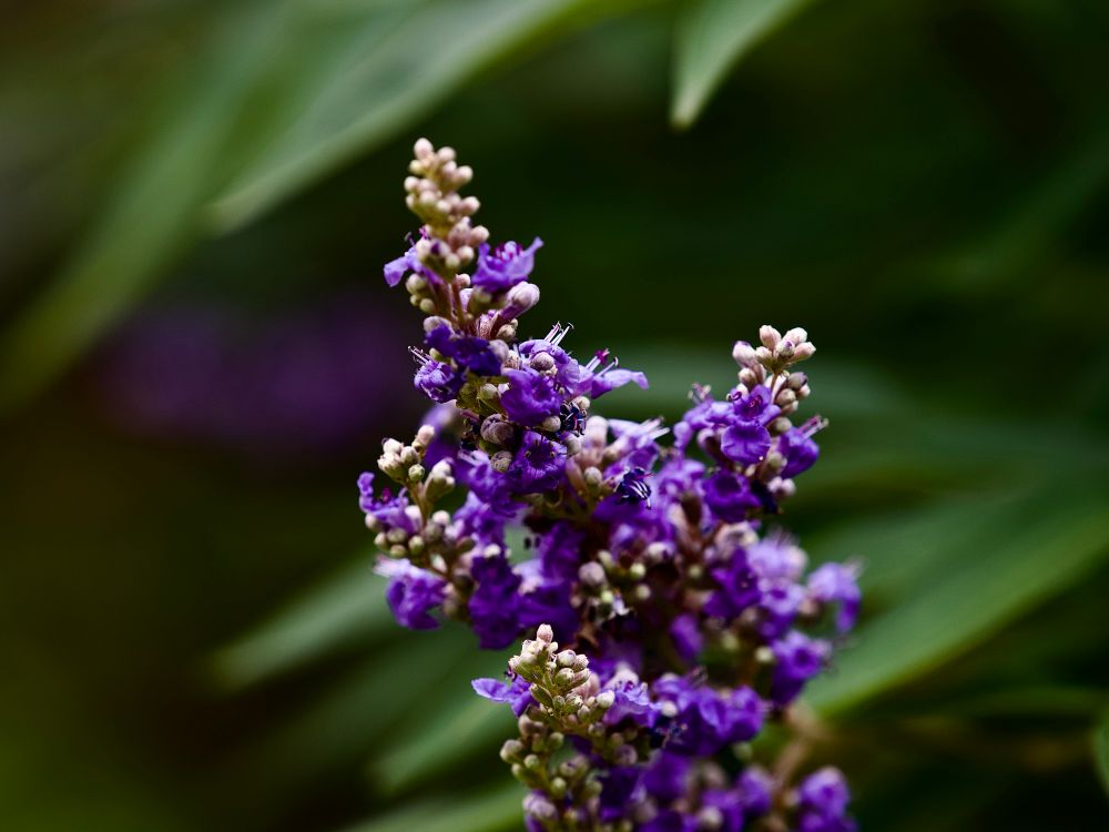 Beautiful Vitex frens’ purple flower spikes, with lovely soft creamy bokeh in soft greens and a splotch of purple. 