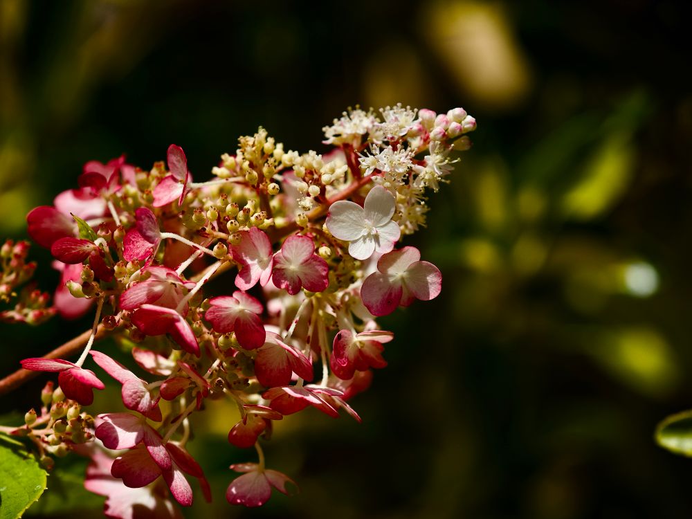 Beautiful pink-tinged white Hydrangea frens’ flower spikes, with some lovely soft bokeh behind them. 