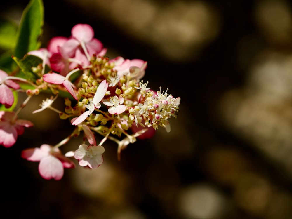Beautiful pink-tinged white Hydrangea frens’ flower spikes, with some absolutely gorgeous warm deep brown bokeh behind them, with stacked diffuse bokeh balls in muted golds. 