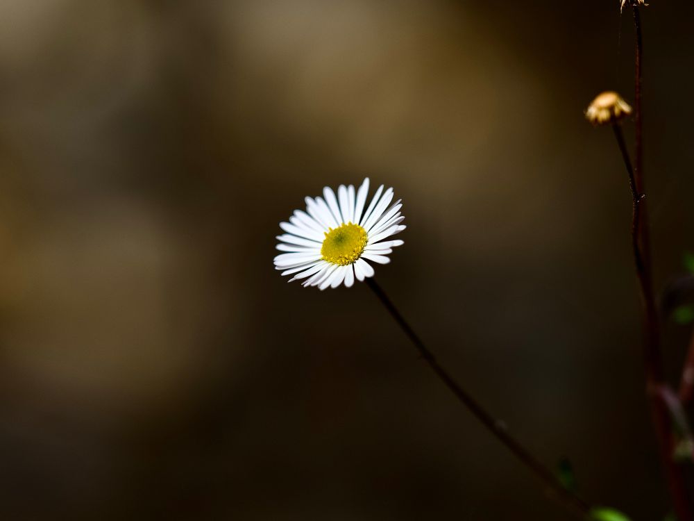 Beautiful single Erigeron fren, emerging from a soft golden brown bokeh with paler stacked and extremely diffuse bokeh balls, with a blurry seed case  behind it and to the right. 