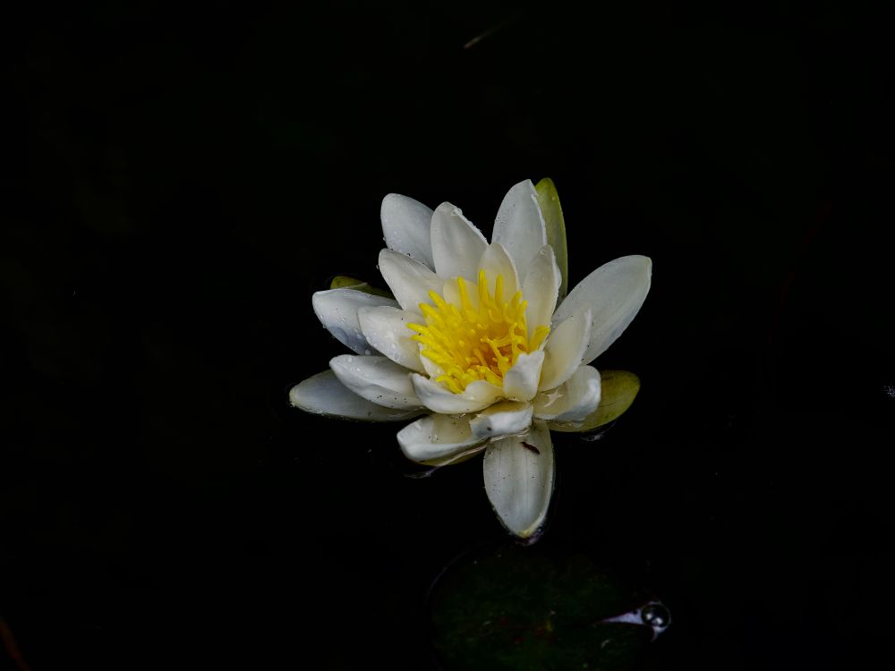 Beautiful white Nymphaea fren. 