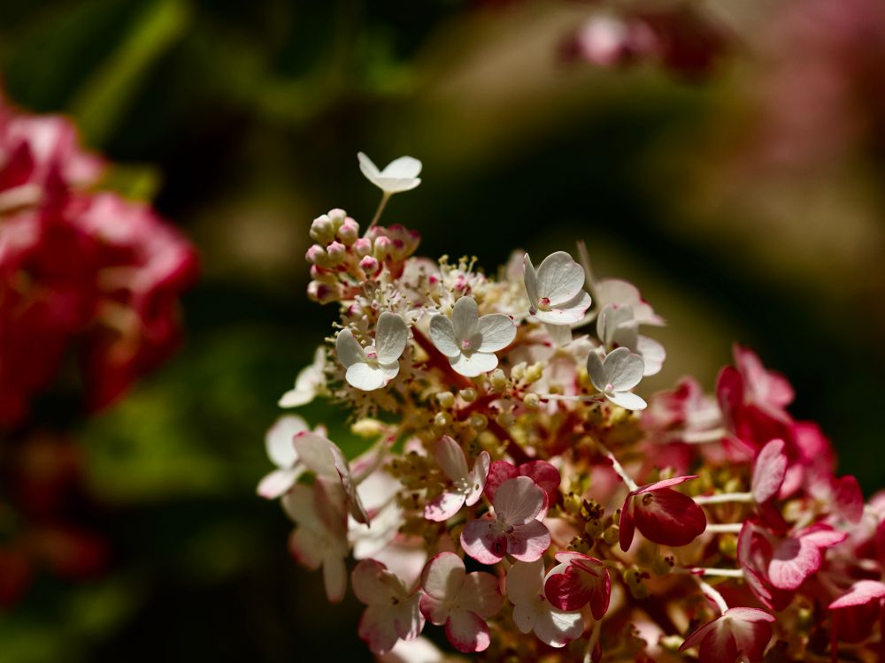 Beautiful pink-tinged white Hydrangea frens’ flower spikes, with some lovely soft bokeh behind them. 