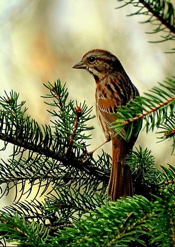 brown sparrow
silent on evergreen branches
in one moment — birdsong

photograph 
