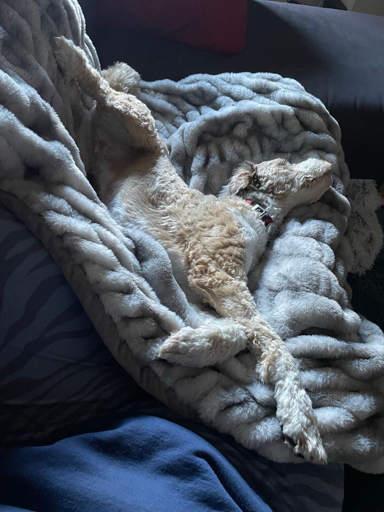 Medium-sized brown and white dog sprawled and twisted into a sleeping position over her human’s outstretched leg. 