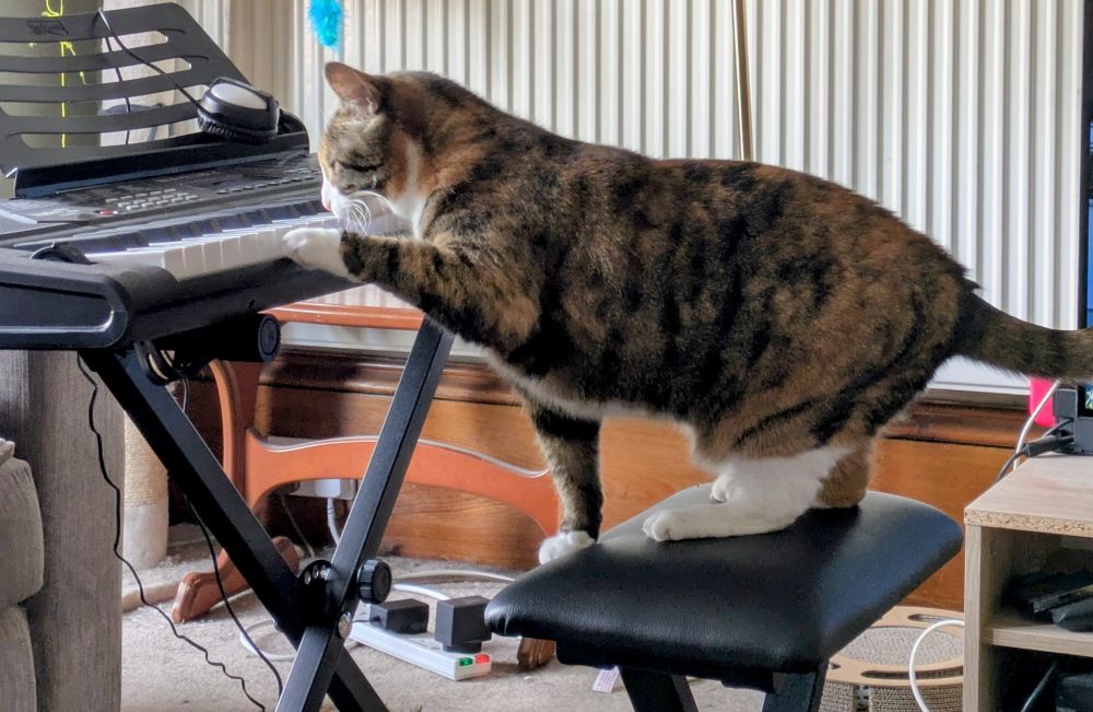 Cat sitting at a keyboard, reaching with a paw like she is going to play the keyboard.