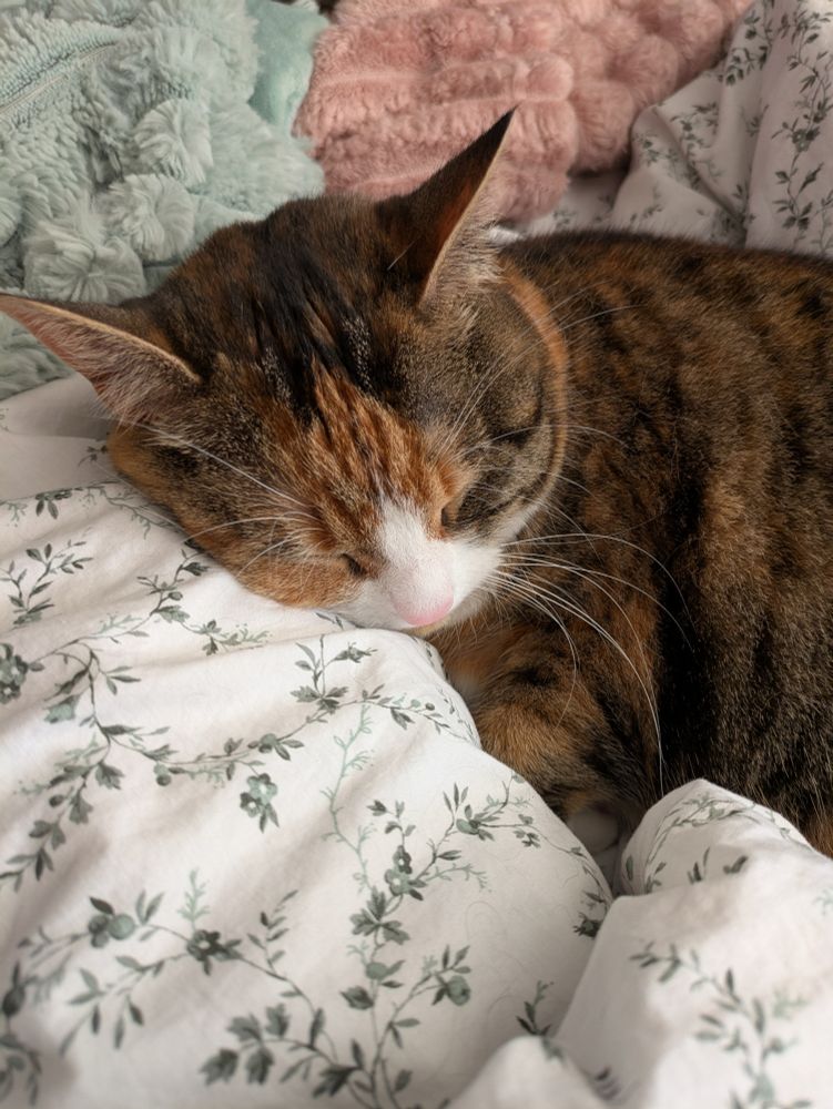 A tricolour cat sleeping next to her human in bed - her head is resting on my leg.
