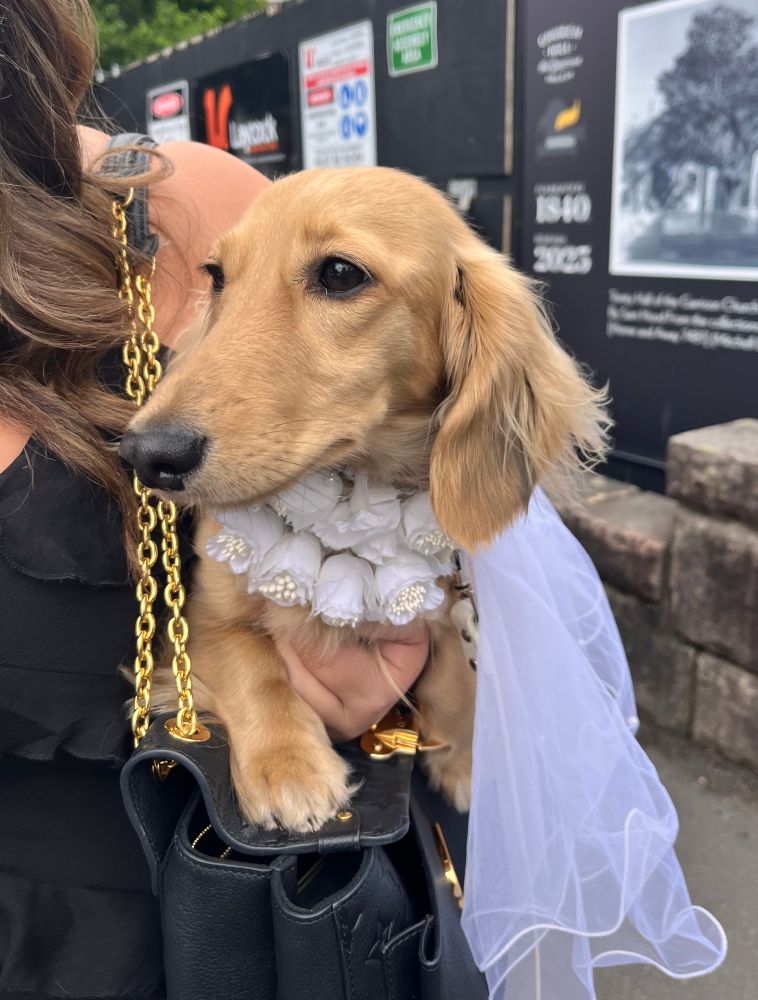 Long haired caramel Daschund dressed in bridal outfit as the Brides “dogmaid” 
🥰 13/10 for best dressed at the wedding. 