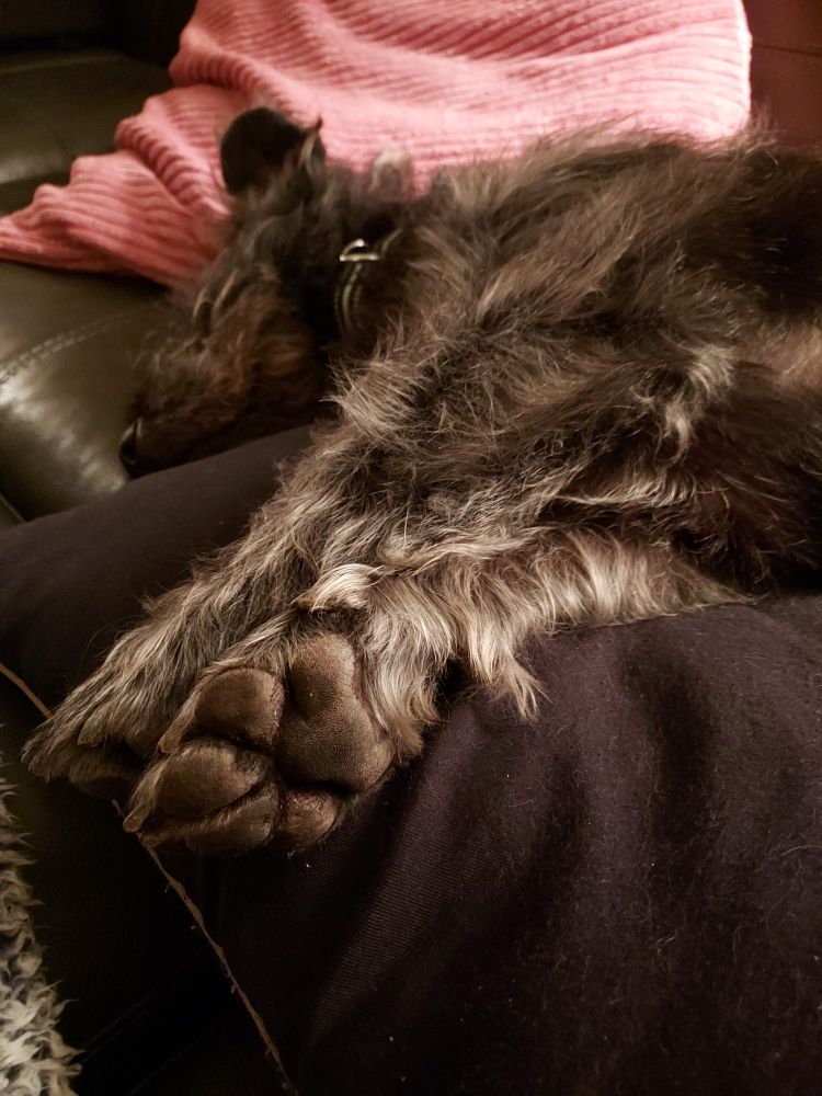 Adorable black dog laying on his side in the background. Adorable black dog's front paws in the foreground. 