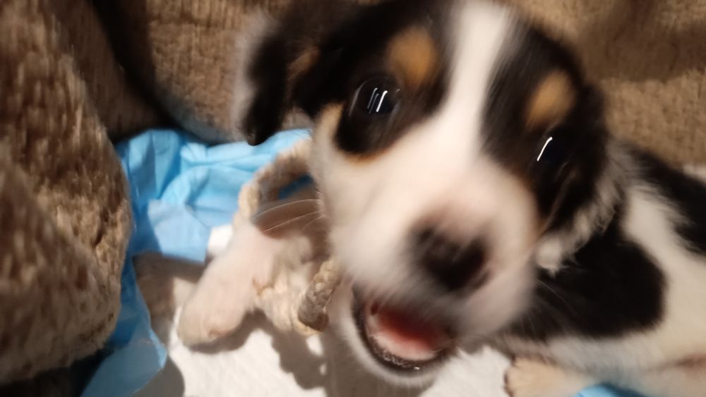 A tiny, blurry pupping is attacking the camera, he's got mostly white fur with black patches over his eyes and and little brown eyebrows 
