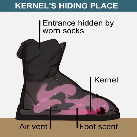 Saddam's Hiding Place meme, but its a cut-out of a shoe. The opening is blocked by bunched up worn socks. A silhouette of a boy with dark, neck-long hair lays down face up, his body turned around towards the tip of the shoe, with his head resting in the toe section. Cutesy swirly clouds of pink foot scent surround him.