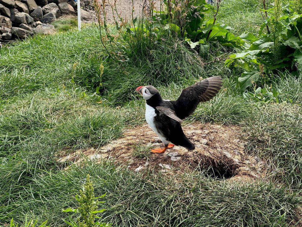 a bright orange + black + white puffin on some bright green grass