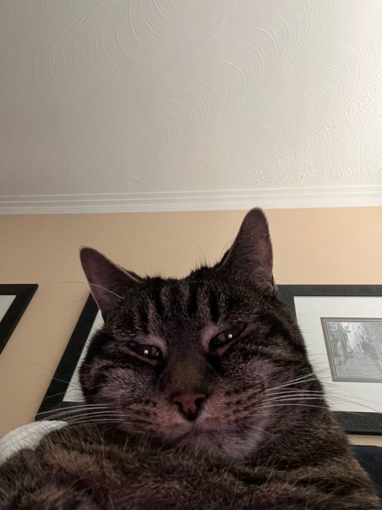Close up picture of a tabby cat looking at the screen. Resembles a selfie. 
