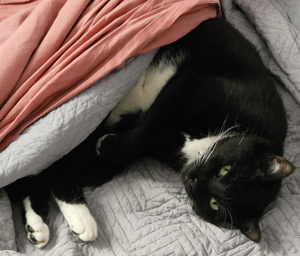 A strong tuxedo cat lying partly under a blanket