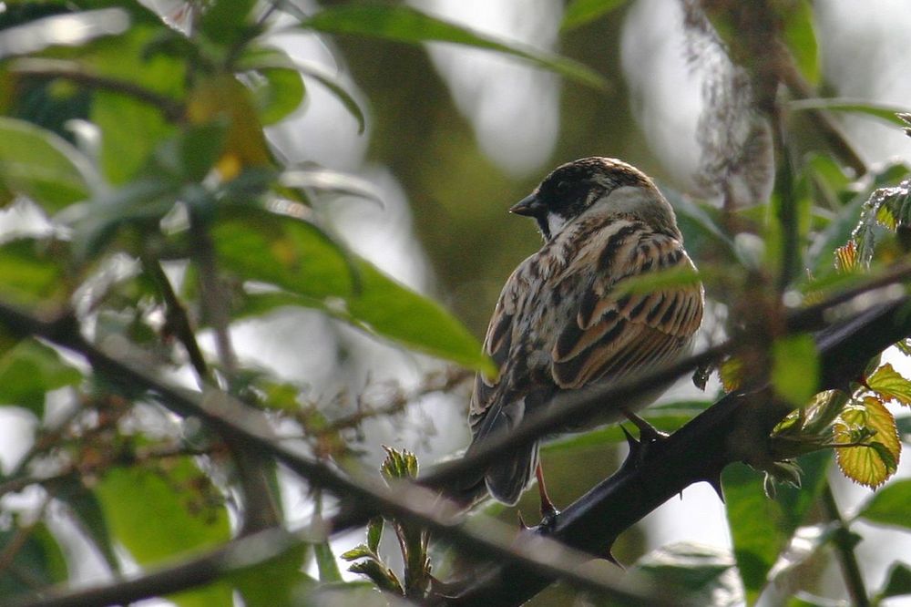 Reed Bunting 