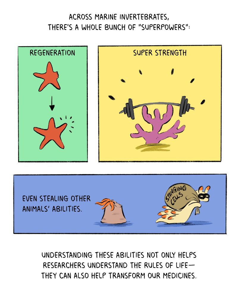 Page 3 of 11 of a comic about ocean invertebrates. The text reads: "Across marine invertebrates, there's a whole bunch of "superpowers": regeneration, super strength, even stealing other animals' abilities. Understanding these abilities not only helps researchers understand the rules of life—they can also help transform our medicines." The drawing shows a sea star growing a new arm, a coral lifting up a heavy barbell, and a sea slug with a robber's mask gliding away with a sack of stinging cells stolen from a sea anemone. 