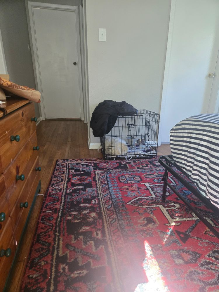 A white ball of fluff shih tzu sleeping peacefully in a kennel in a bedroom. 