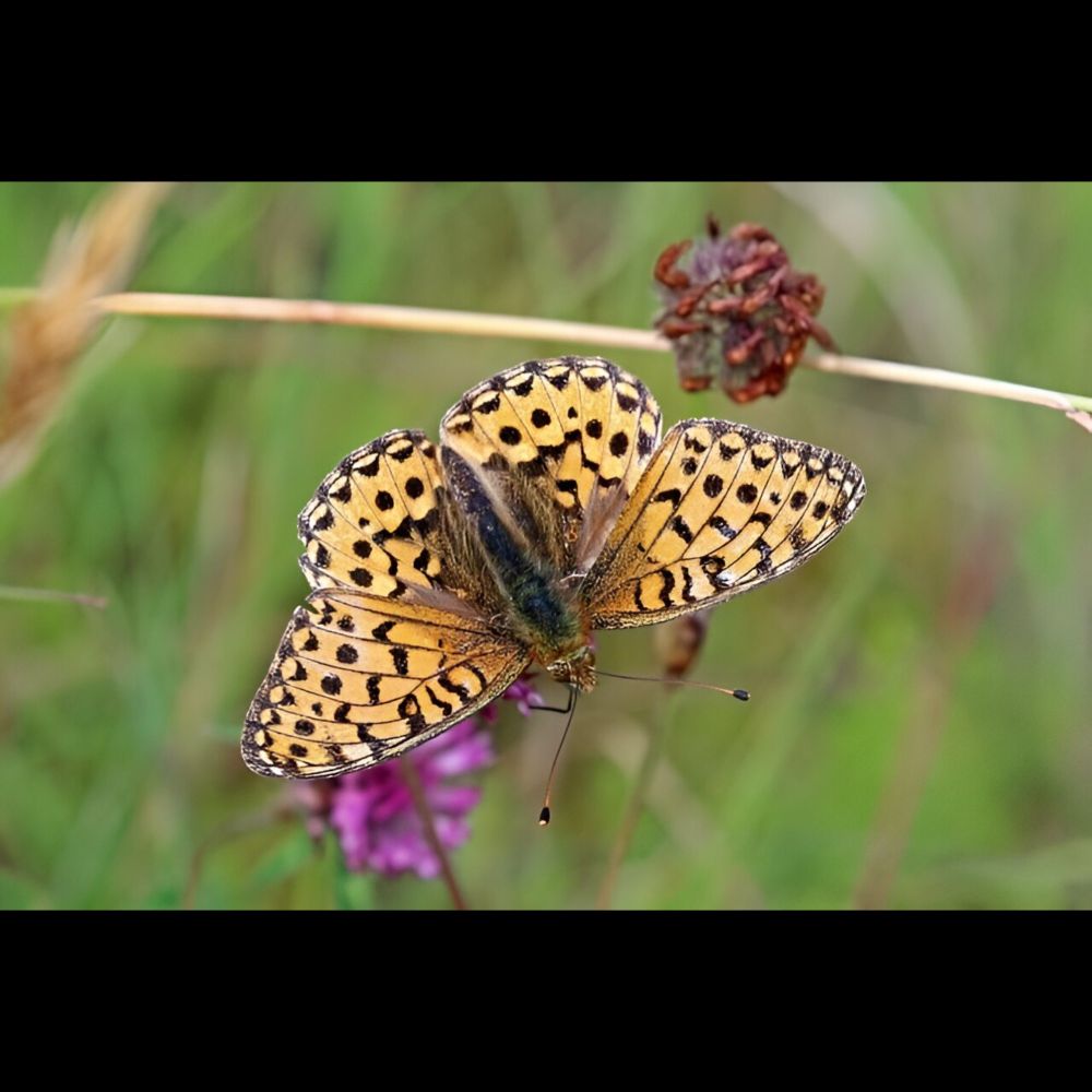 Climate change causing 60% of plants and insects to fall out of sync