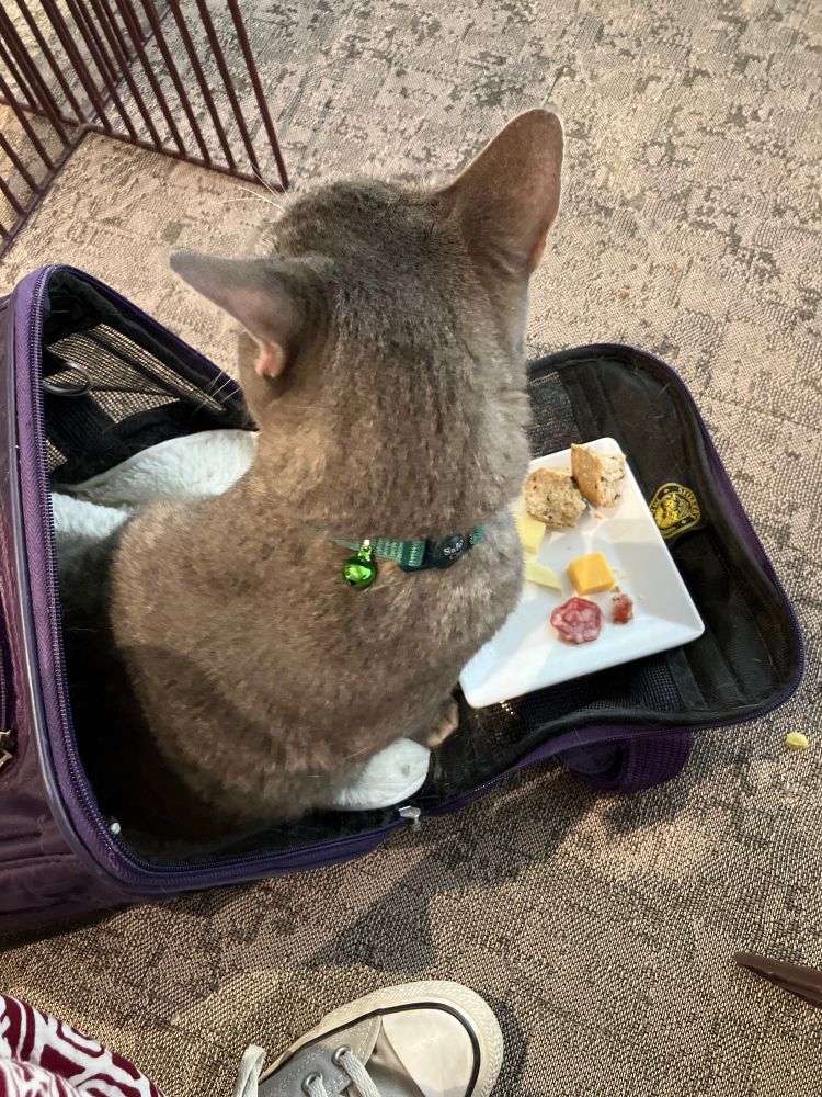 a gorgeous little plate of cheese, salami, and bread being ignored by my cat selma