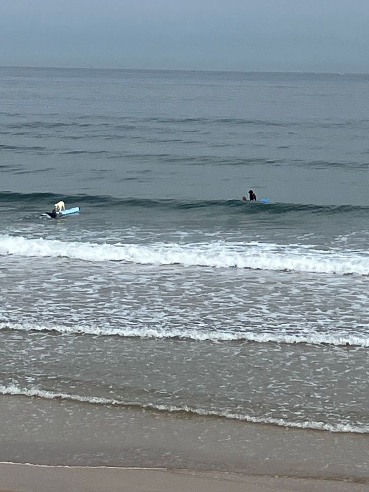 a black lab and a yellow lab on blue surfboards being pushed by two people
